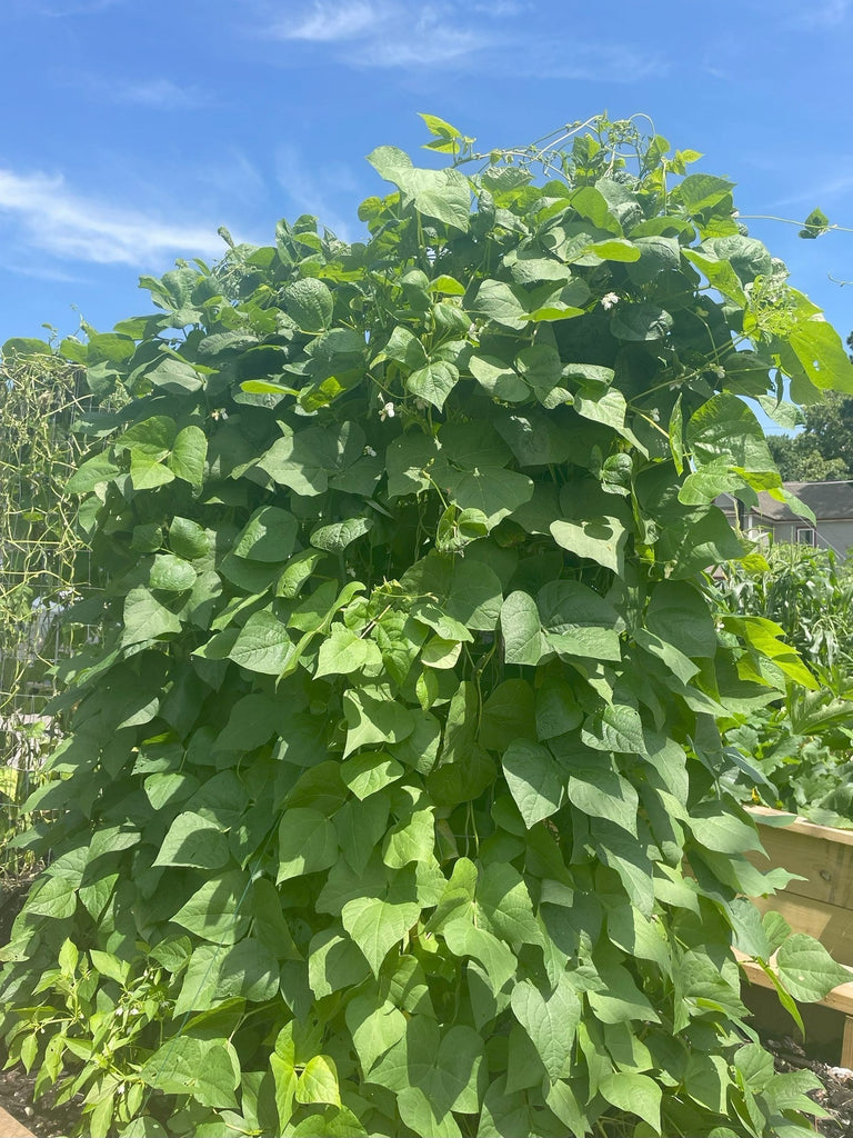 From Seeds to Queen Bean