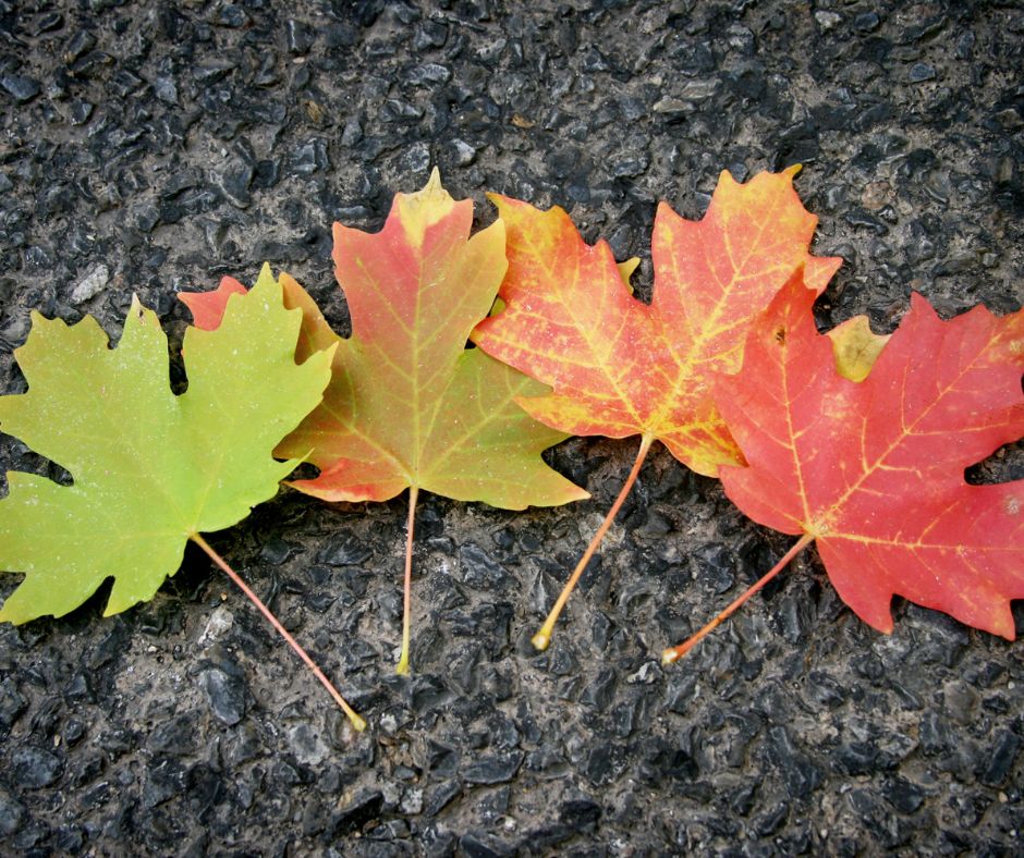 Maple leaves on asphalt changing from green to red