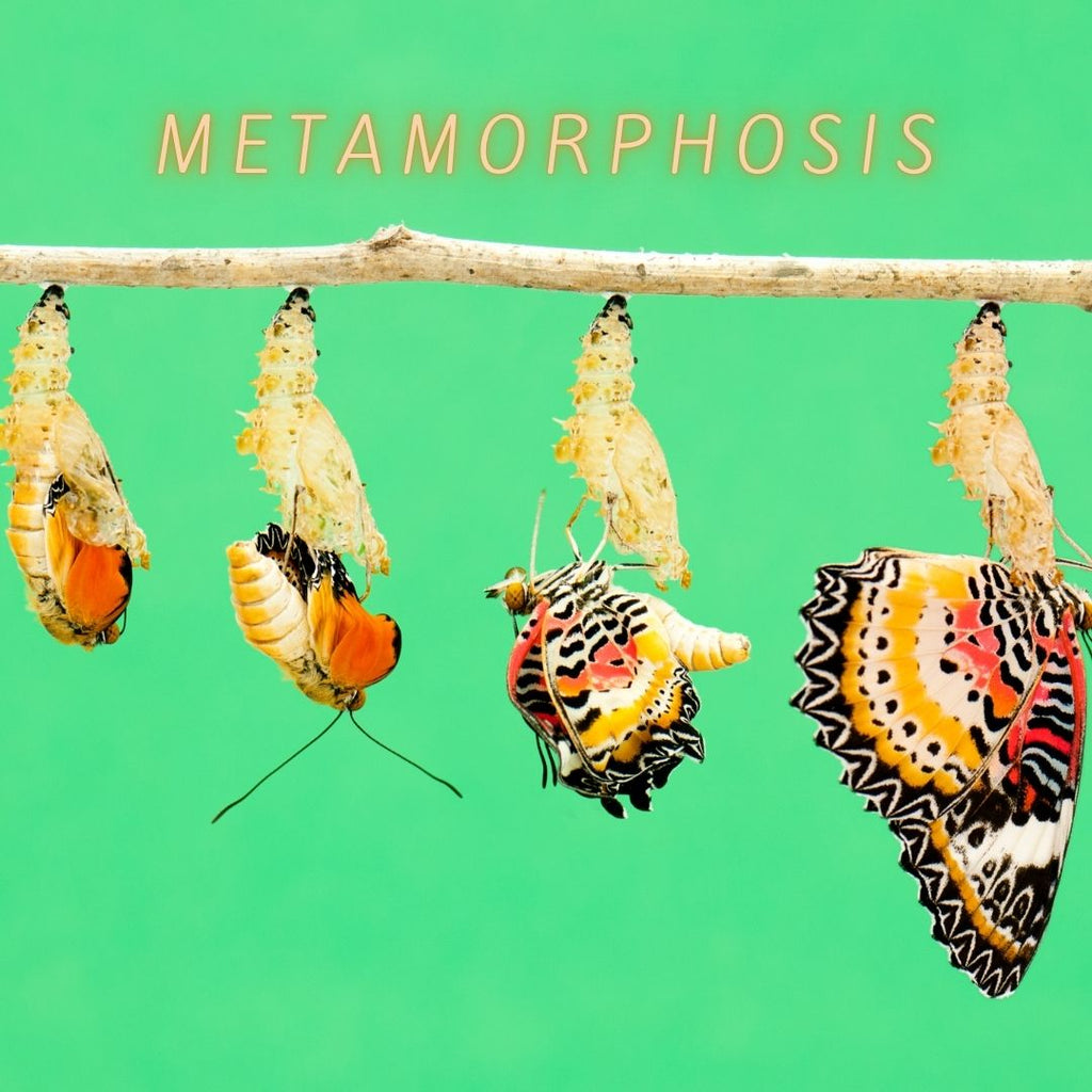 Metamorphosis in The Mound
